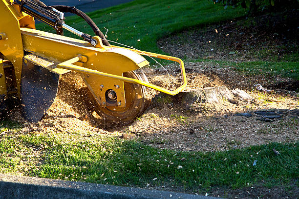 Best Tree Trimming Near Me  in Little Rock, AR